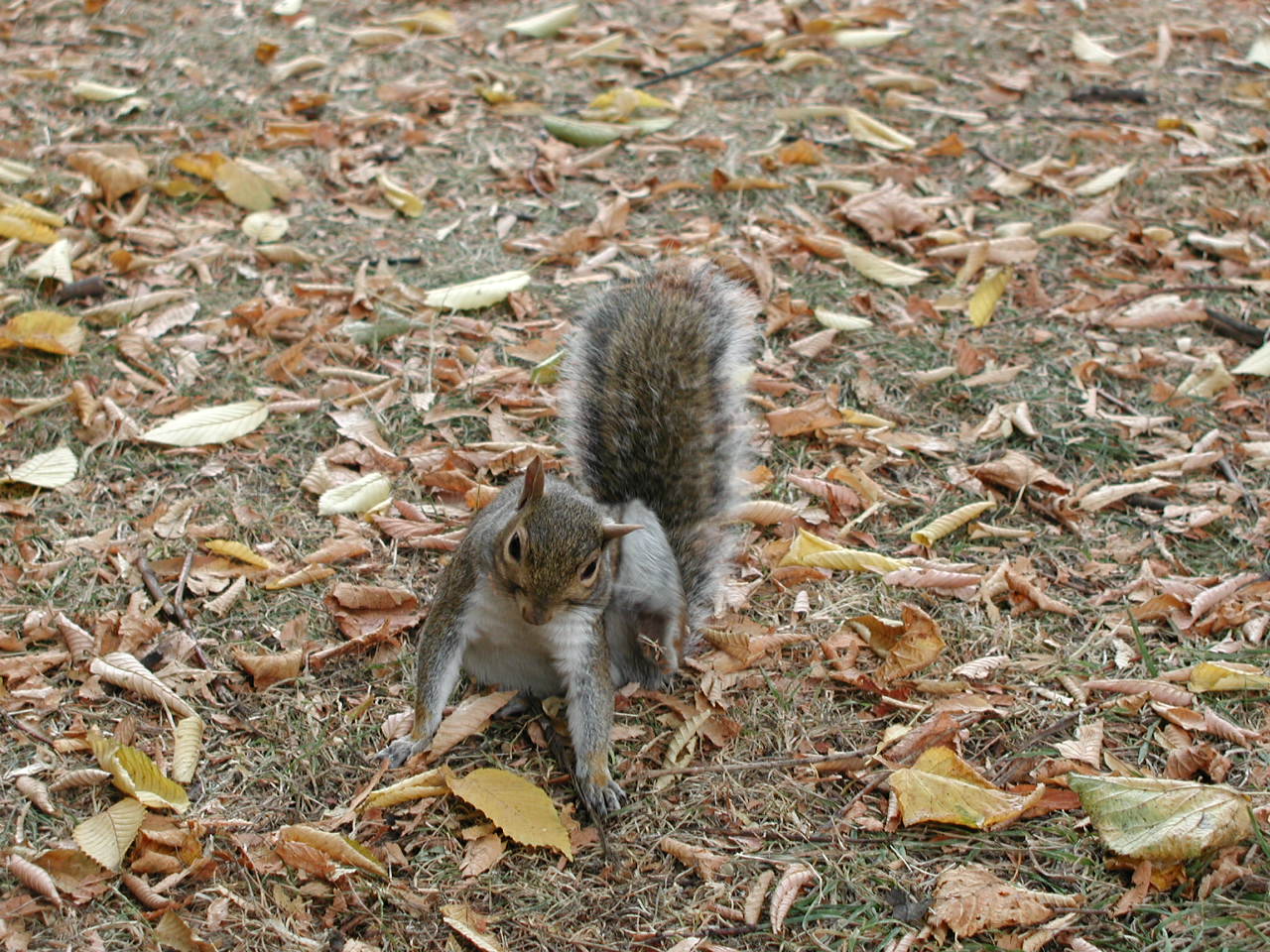 Scoiattoli londinesi. Sciurus carolinensis